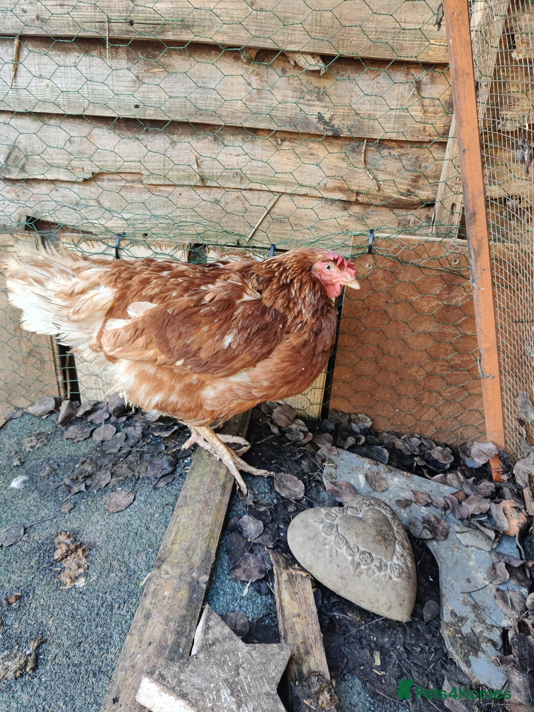 Chickens poultry for sale: laying lohman hen - Advert 3