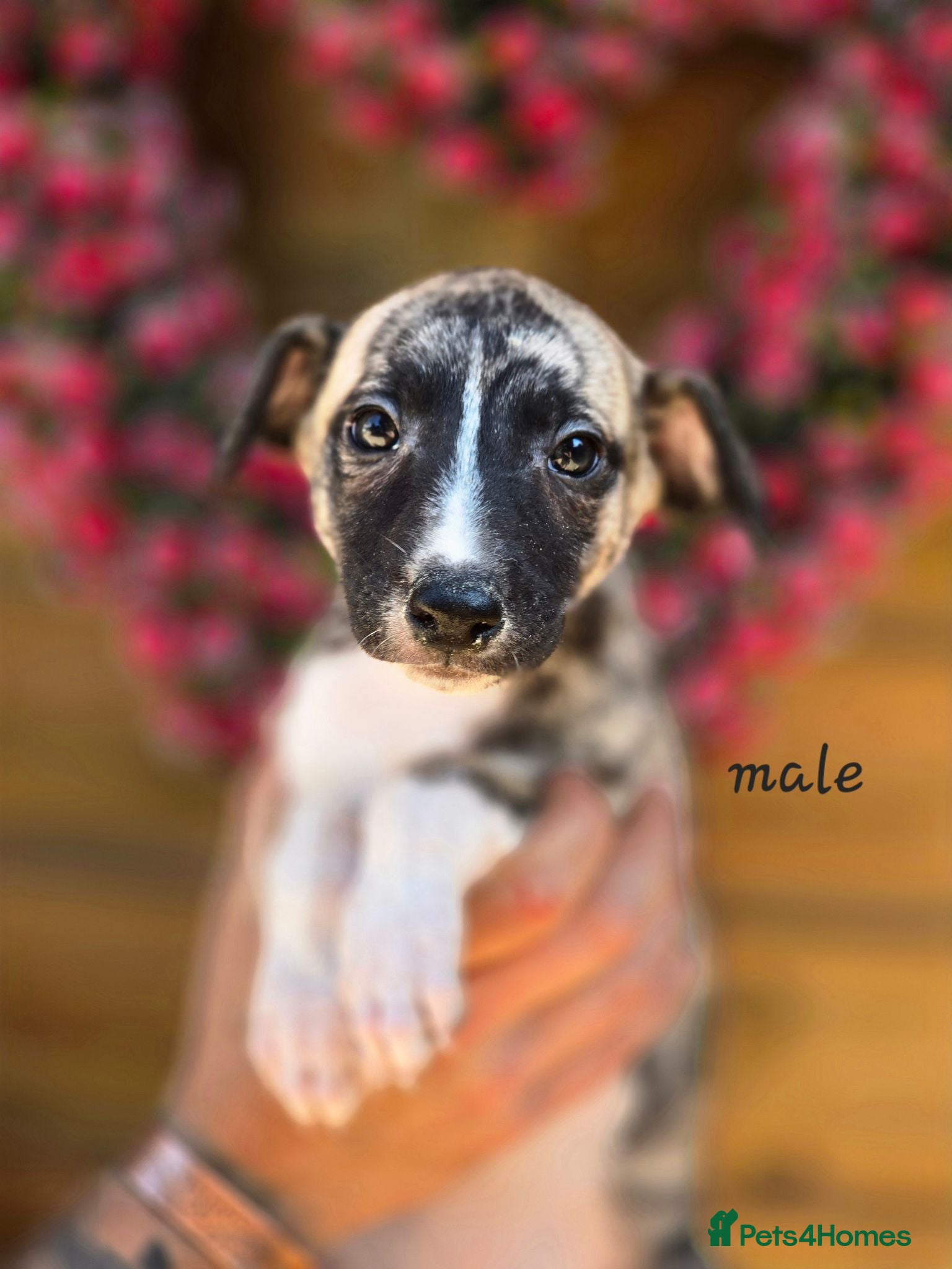 Mixed Breed dogs 3/4 whippet 1/4 border collie. One left  - Advert 9