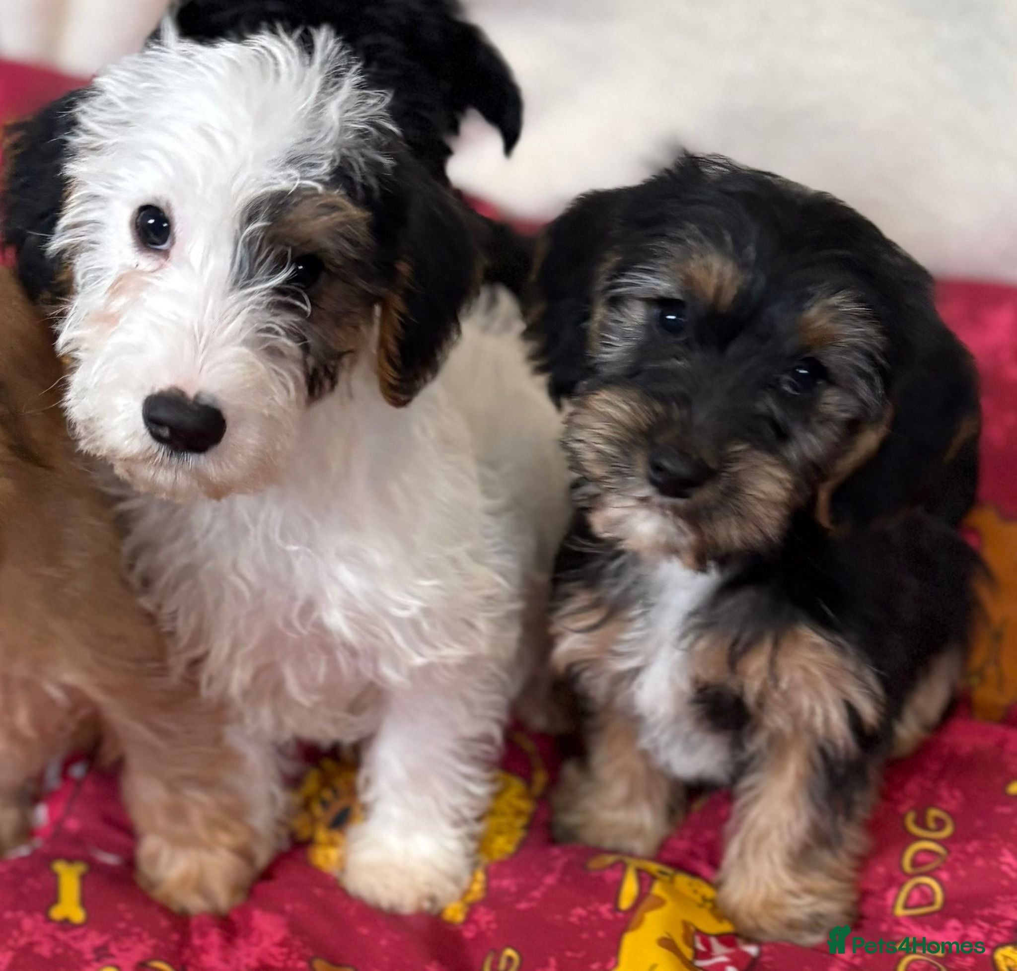 Mixed Breed dogs Beautiful Sealyham x poodle puppies  - Advert 4