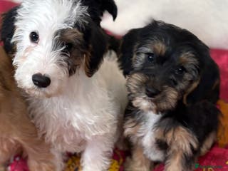 Mixed Breed dogs Beautiful Sealyham x poodle puppies - Advert 1