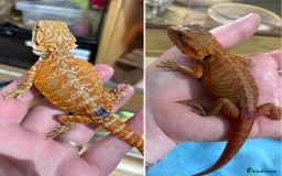 Bearded Dragon reptiles for sale: CB25 Bearded Dragon Babies  - Image 1
