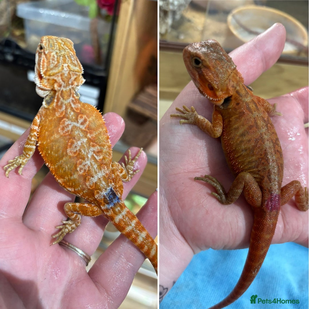 Bearded Dragon reptiles for sale: CB25 Bearded Dragon Babies  - Image 1