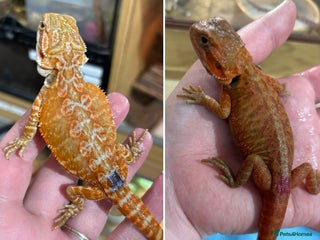 Bearded Dragon reptiles - Advert 21