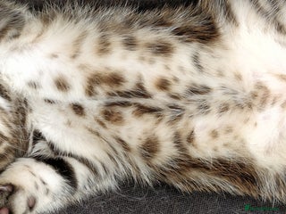 Russian Blue cats ABSOLUTELY BEAUTIFUL RUSSIAN BLUE KITTENS 8 WEEKS - Advert 5