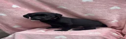 Labrador Retriever dogs for sale: Labrador puppys - Advert 7