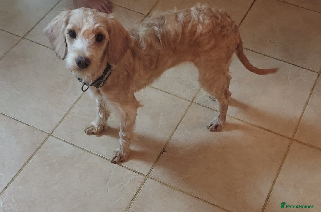 Cockapoo dogs for sale: Female apricot cockapoo  - Advert 3