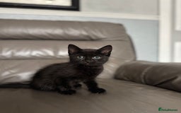 Mixed Breed cats for sale: 3 beautiful kittens! - Image 5
