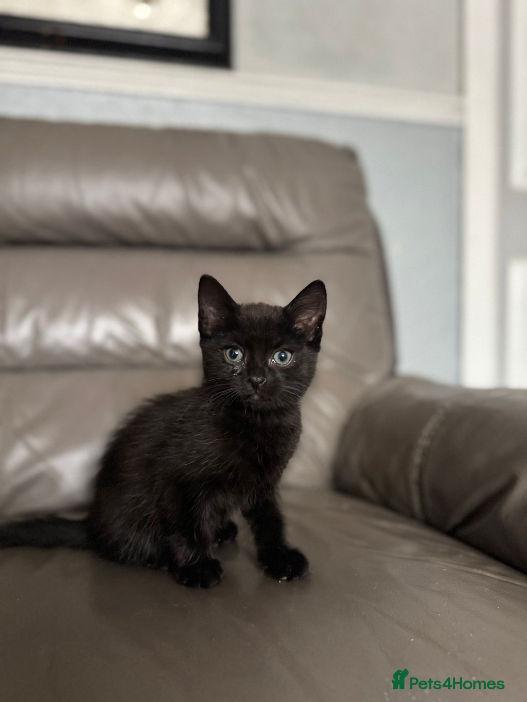 Mixed Breed cats for sale: 3 beautiful kittens! - Image 5