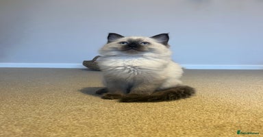 Ragdoll cats - Advert 5