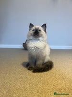 Ragdoll cats - Advert 11