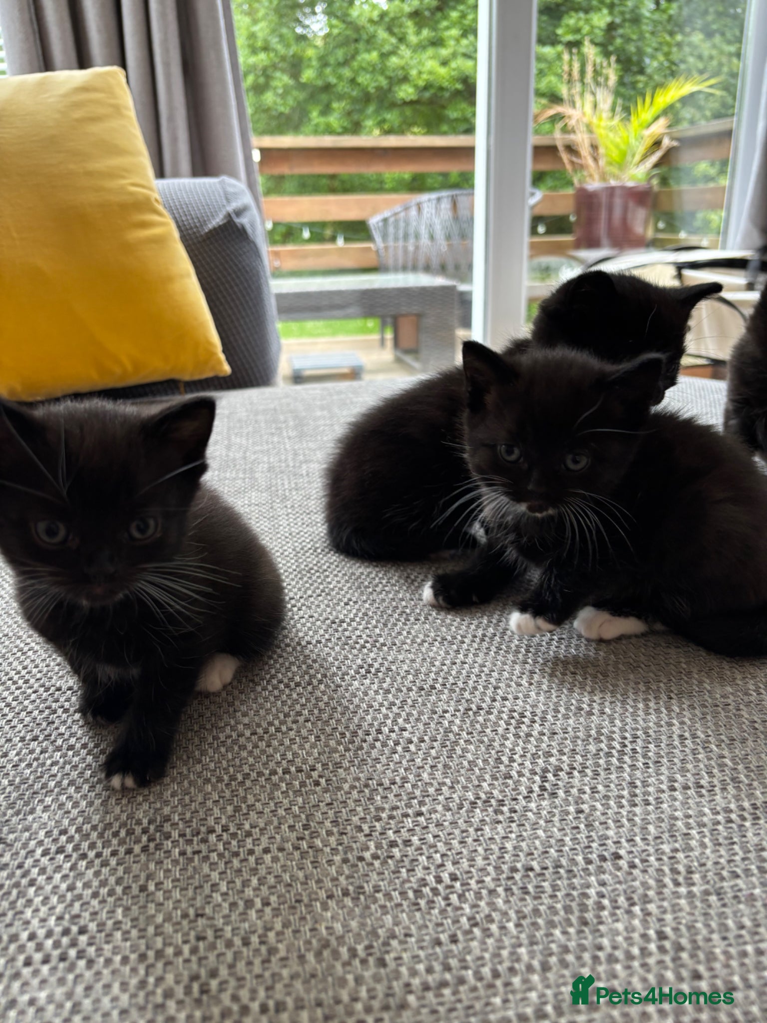 British Shorthair cats for sale: Adorable kittens for sale in Saltash - Advert 7