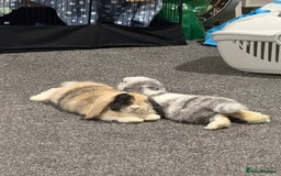 Mini Lop rabbits for sale: Bonded mini lop siblings, 4months old. - Image 2