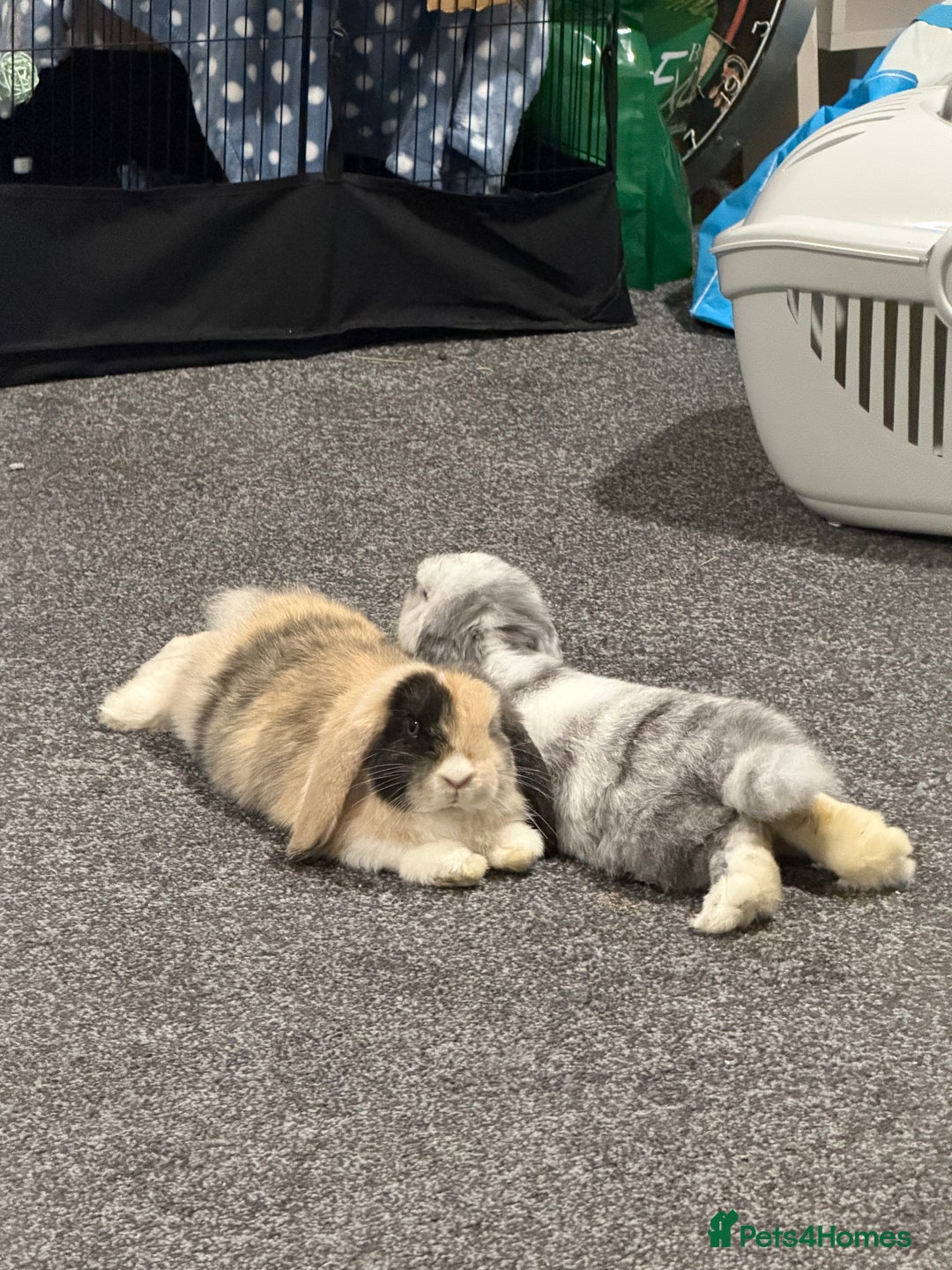 Mini Lop rabbits for sale: Bonded mini lop siblings, 4months old. - Image 2