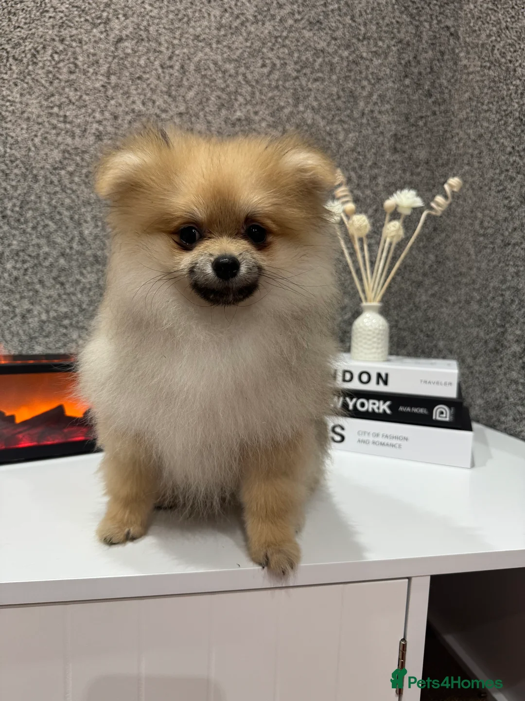 Pomeranian dogs for sale: KC registered boy! - Advert 10
