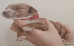 Mixed Breed dogs for sale: Australian doubledoodle puppies - Image 26
