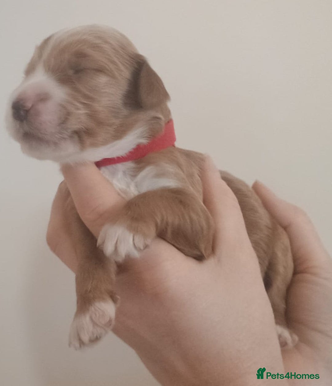 Mixed Breed dogs for sale: Australian doubledoodle puppies - Image 26