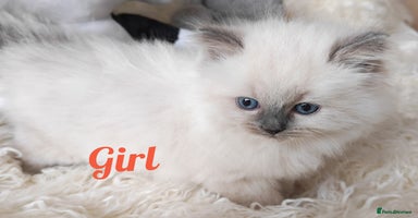 Ragdoll cats GCCF REGISTER KITTENS  - Advert 16