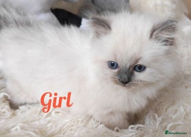 Ragdoll cats GCCF REGISTER KITTENS - Advert 3