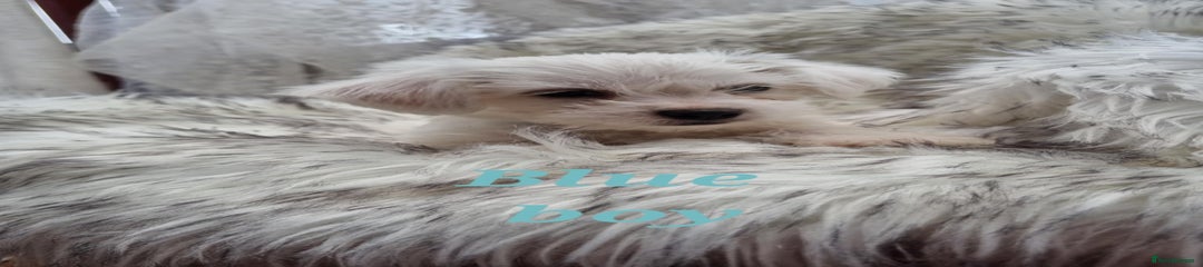 Blue Puppy 4