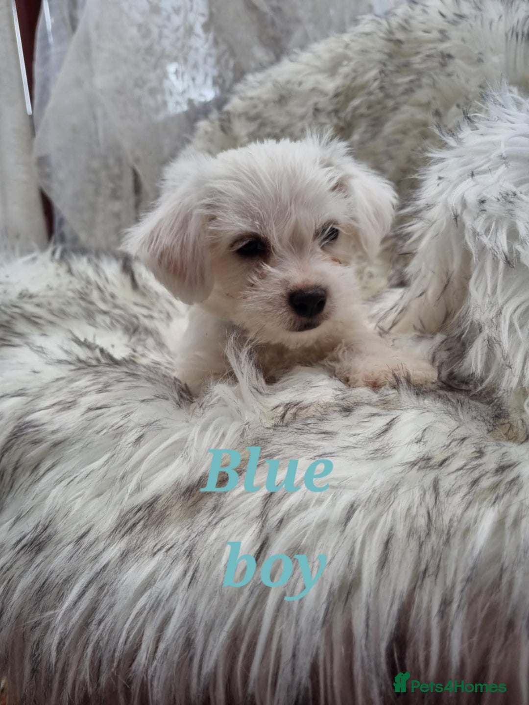 Zuchon dogs for sale: Bichon Frise puppy for sale  - Image 7