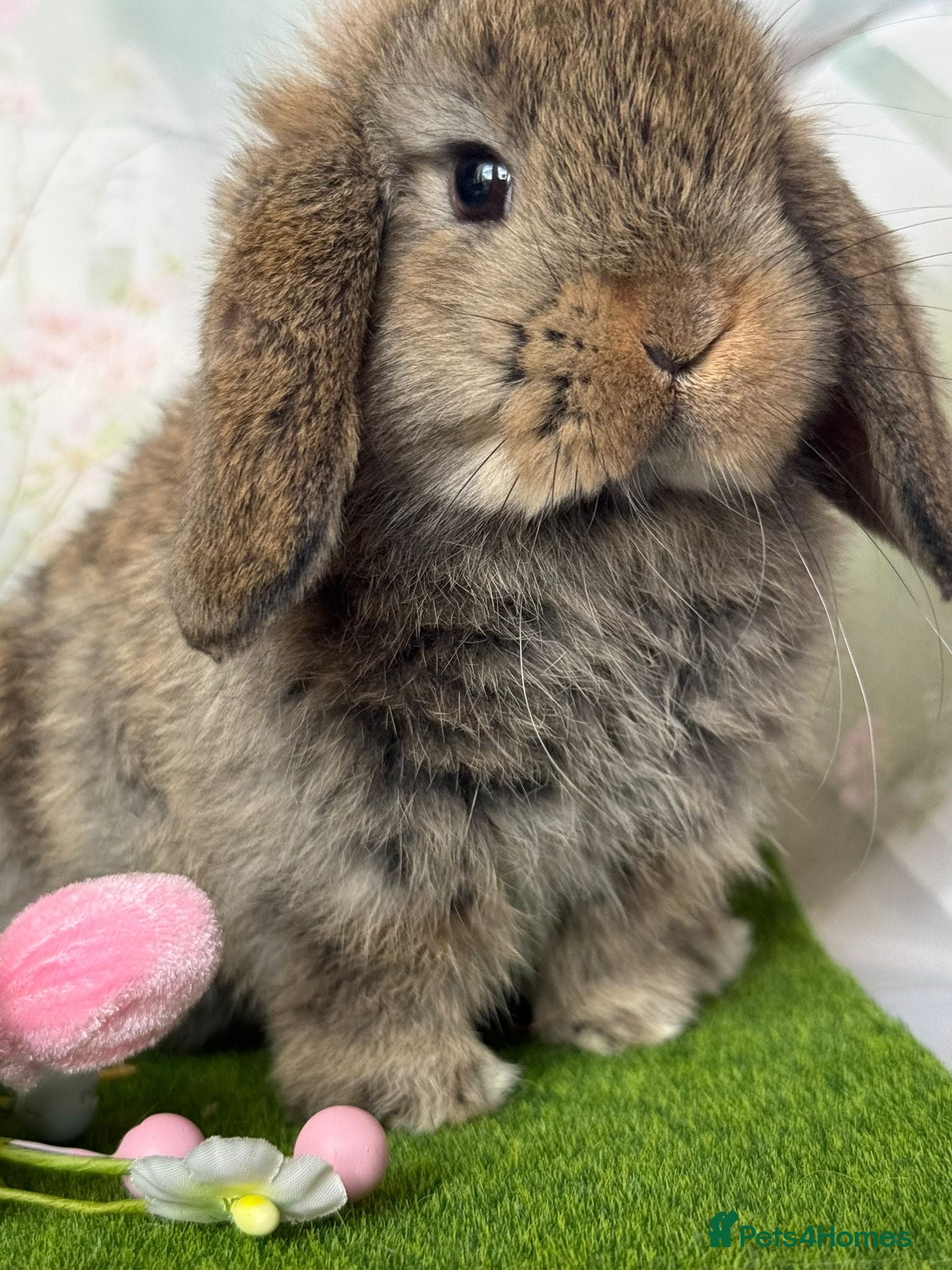 Mini Lop rabbits Mini lop does  - Advert 6