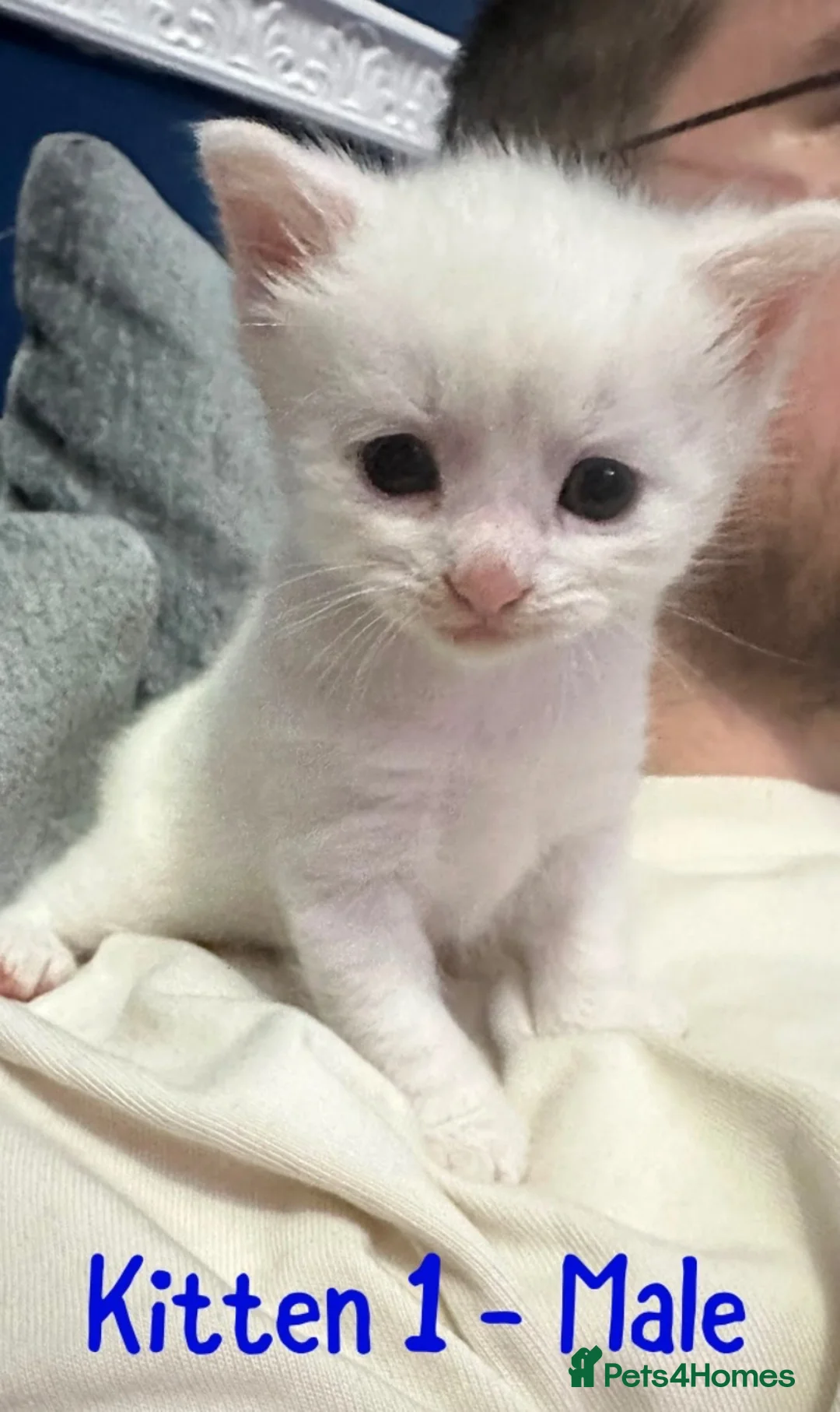 Mixed Breed cats for sale: 3 Persian Mixed Breed Kittens for Sale  - Advert 2