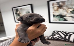 Whippet dogs for sale: 4 bedlington whippet cross whippet puppies  - Image 11