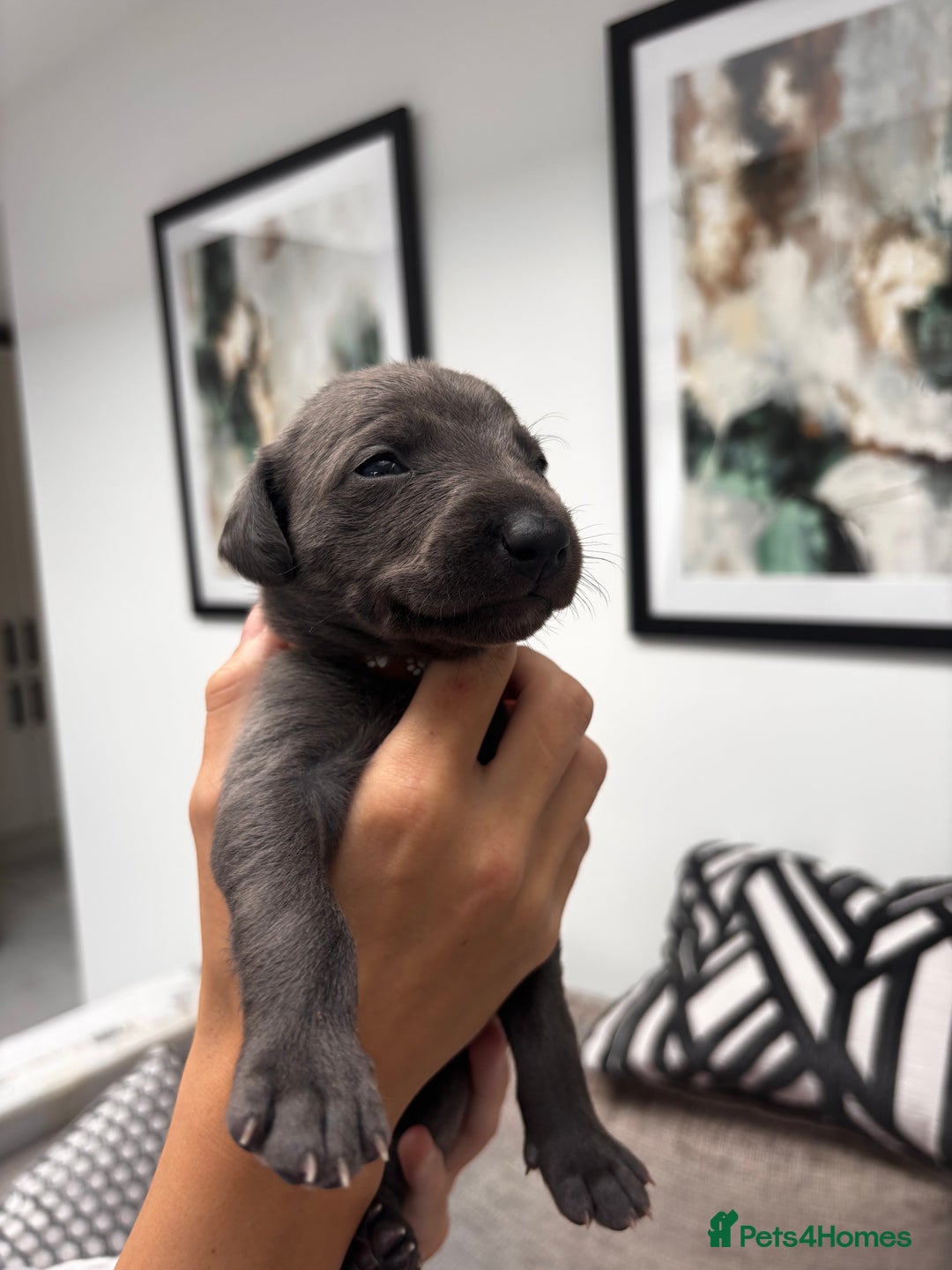 Whippet dogs for sale: 4 bedlington whippet cross whippet puppies  - Image 11