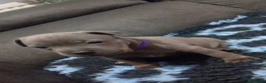 Purple collar female
