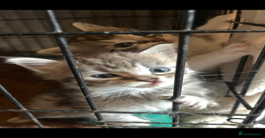 Maine Coon cats - Advert 1