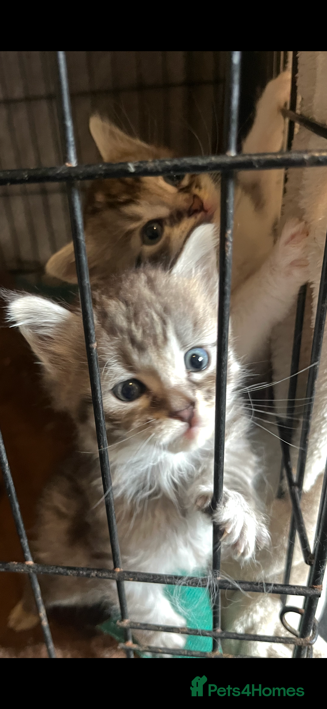 Maine Coon cats for sale: Maine coon kittens  - Image 3