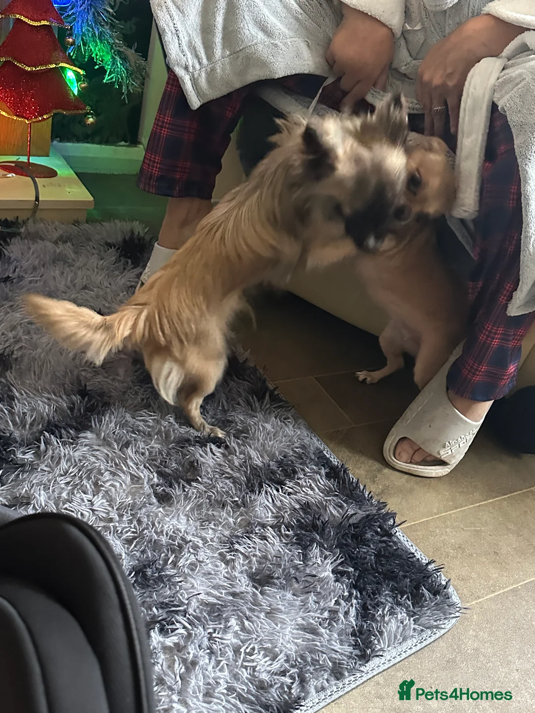 Chihuahua dogs for stud: Beautiful Long Haired Chihuahua Stud - Advert 2