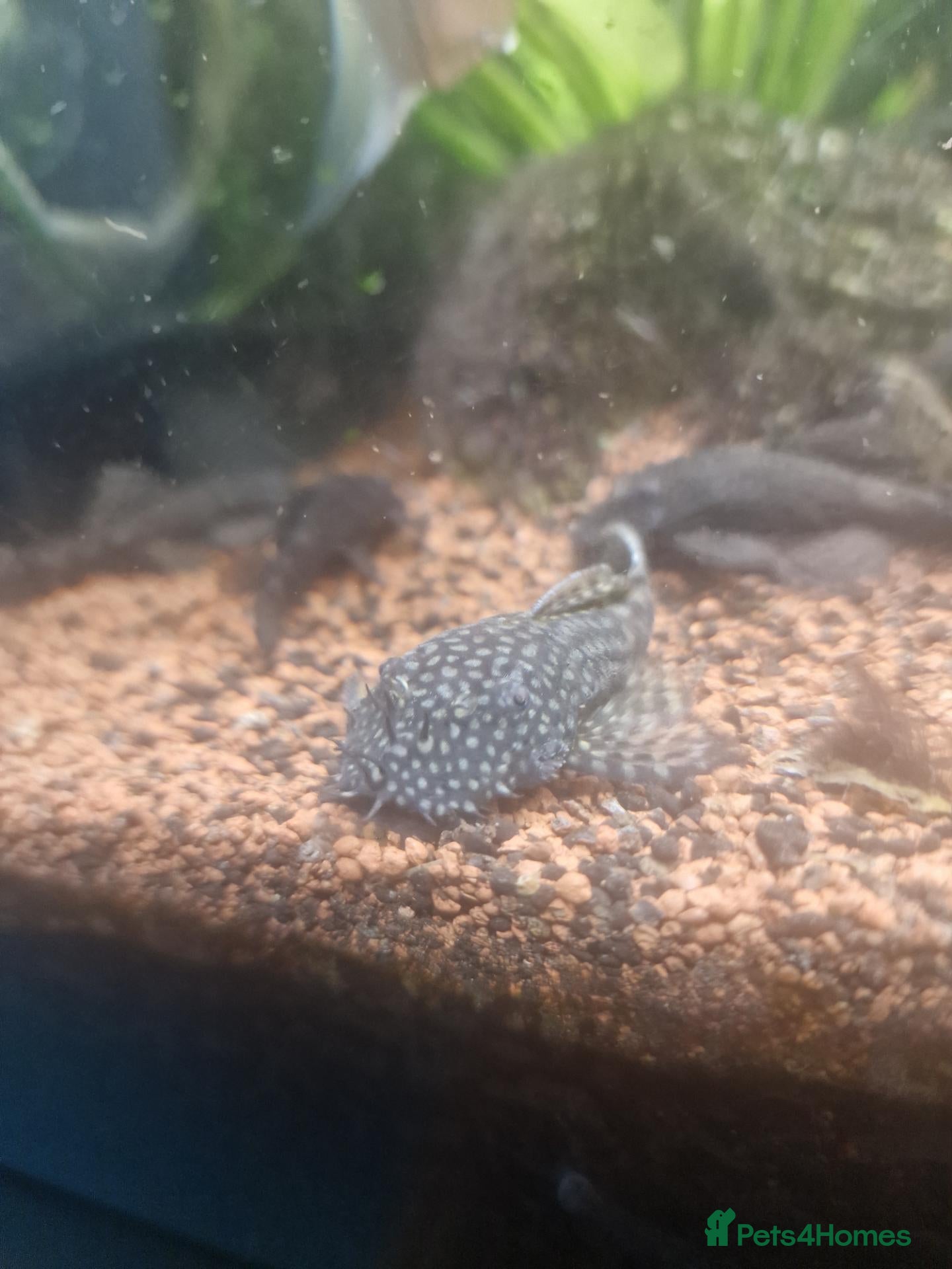 Plecos fish Juvenile Bristlenose Pleco - Advert 2