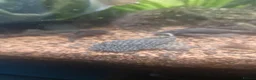 Plecos fish for sale: Juvenile Bristlenose Pleco - Advert 1