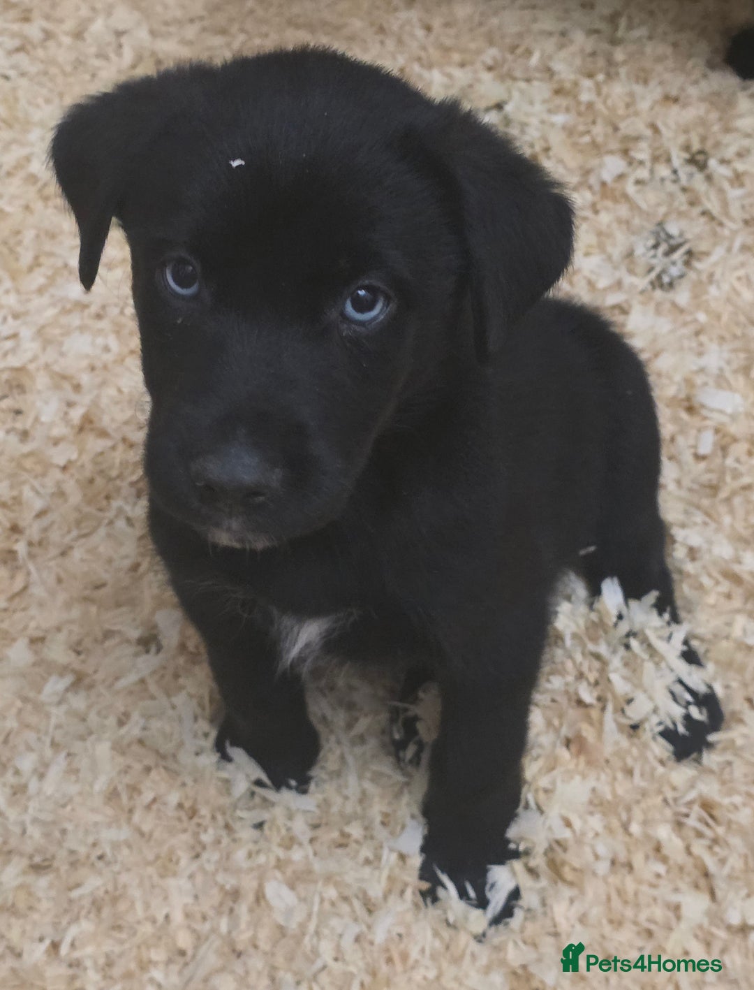 Mixed Breed dogs for sale: STUNNING RED FOX LABRADOR X SPECIAL SIBERIAN HUSKY - Advert 8