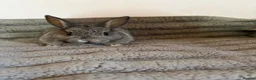 French Lop rabbits for sale: 5 baby rabbits ready to go now - Advert 5