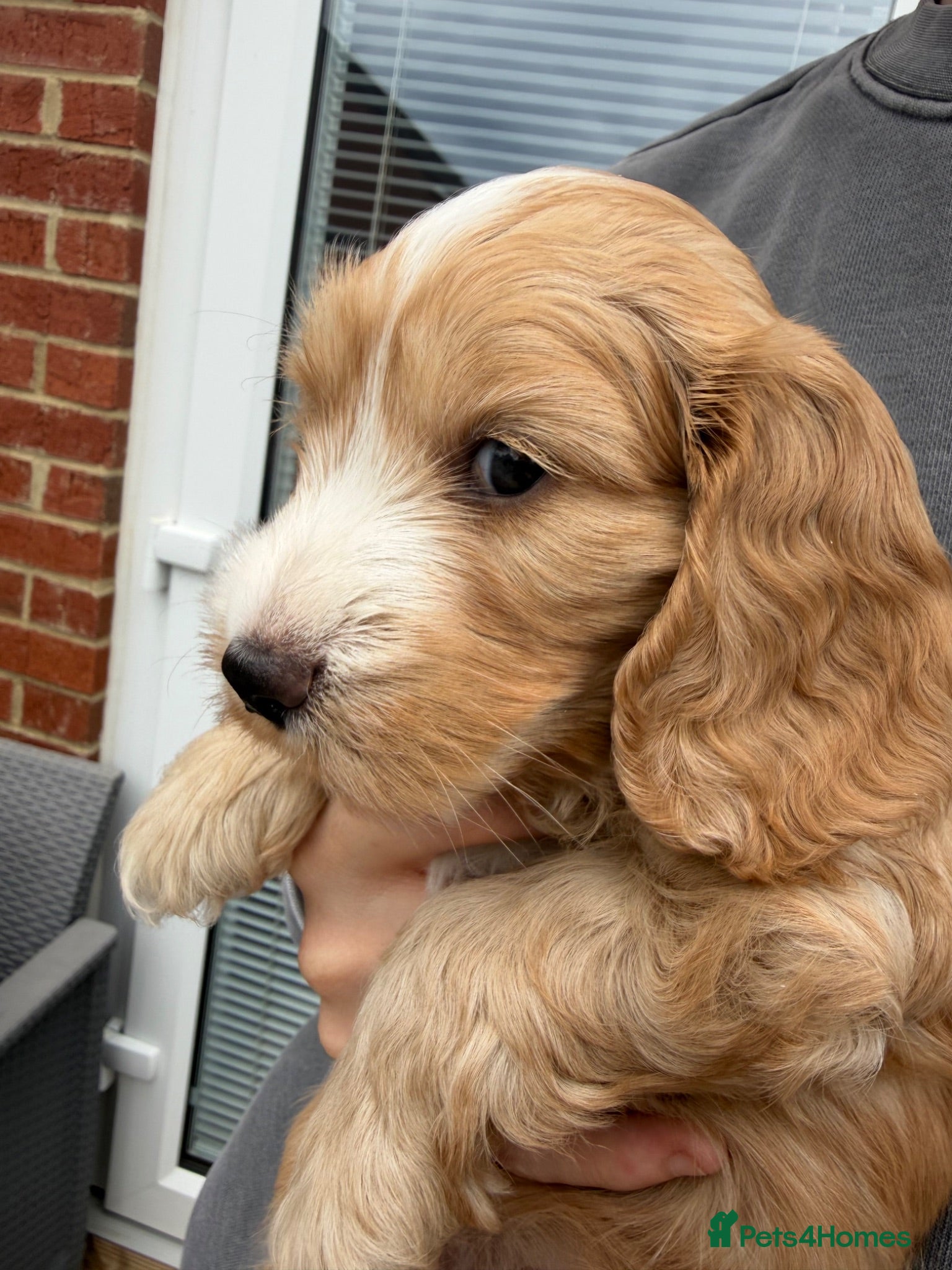 Cockapoo dogs F1B Cockapoo’s 1 Male left  - Advert 1