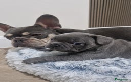 French Bulldog dogs for sale: Blue male French bulldog  - Image 8