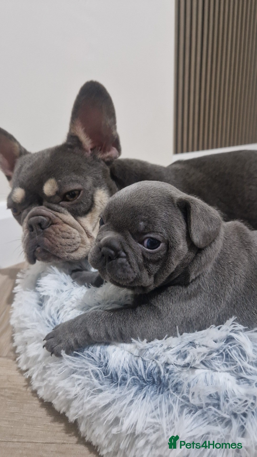French Bulldog dogs for sale: Blue male French bulldog  - Image 8