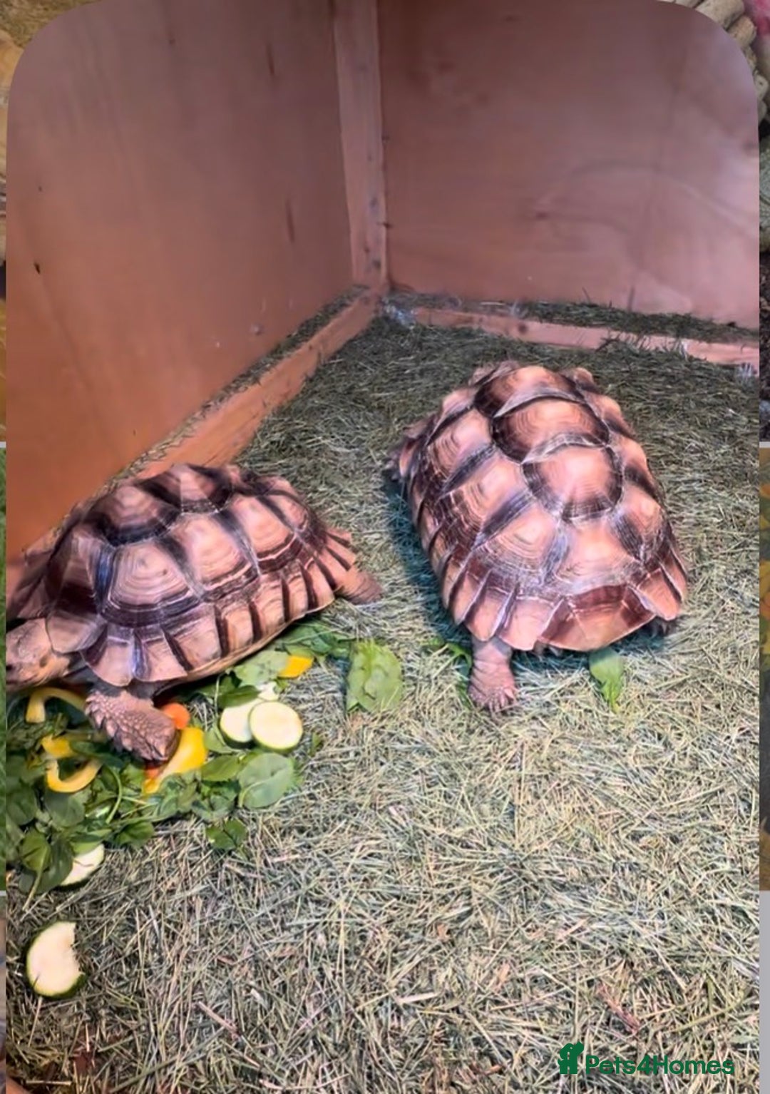 Tortoise reptiles for sale: Giant African Sulcata Pair - Advert 4