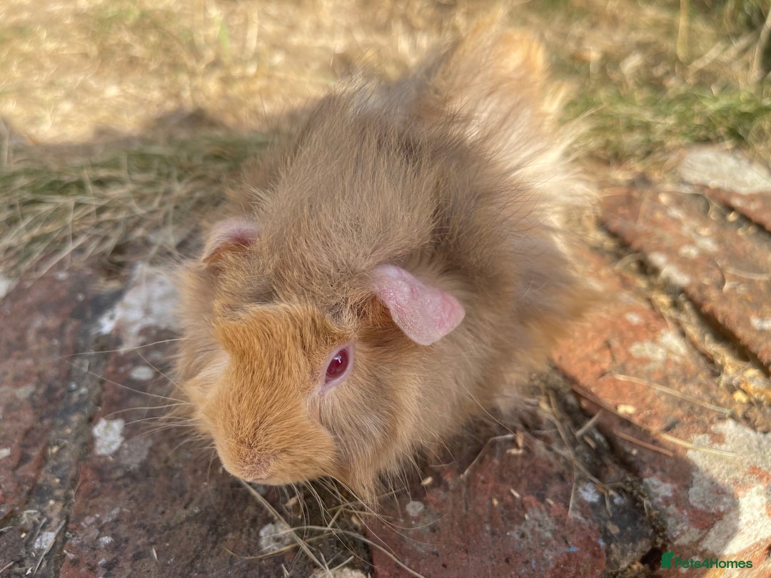 Guinea Pig rodents for sale: Baby Guinea Pigs for sale  - Image 4