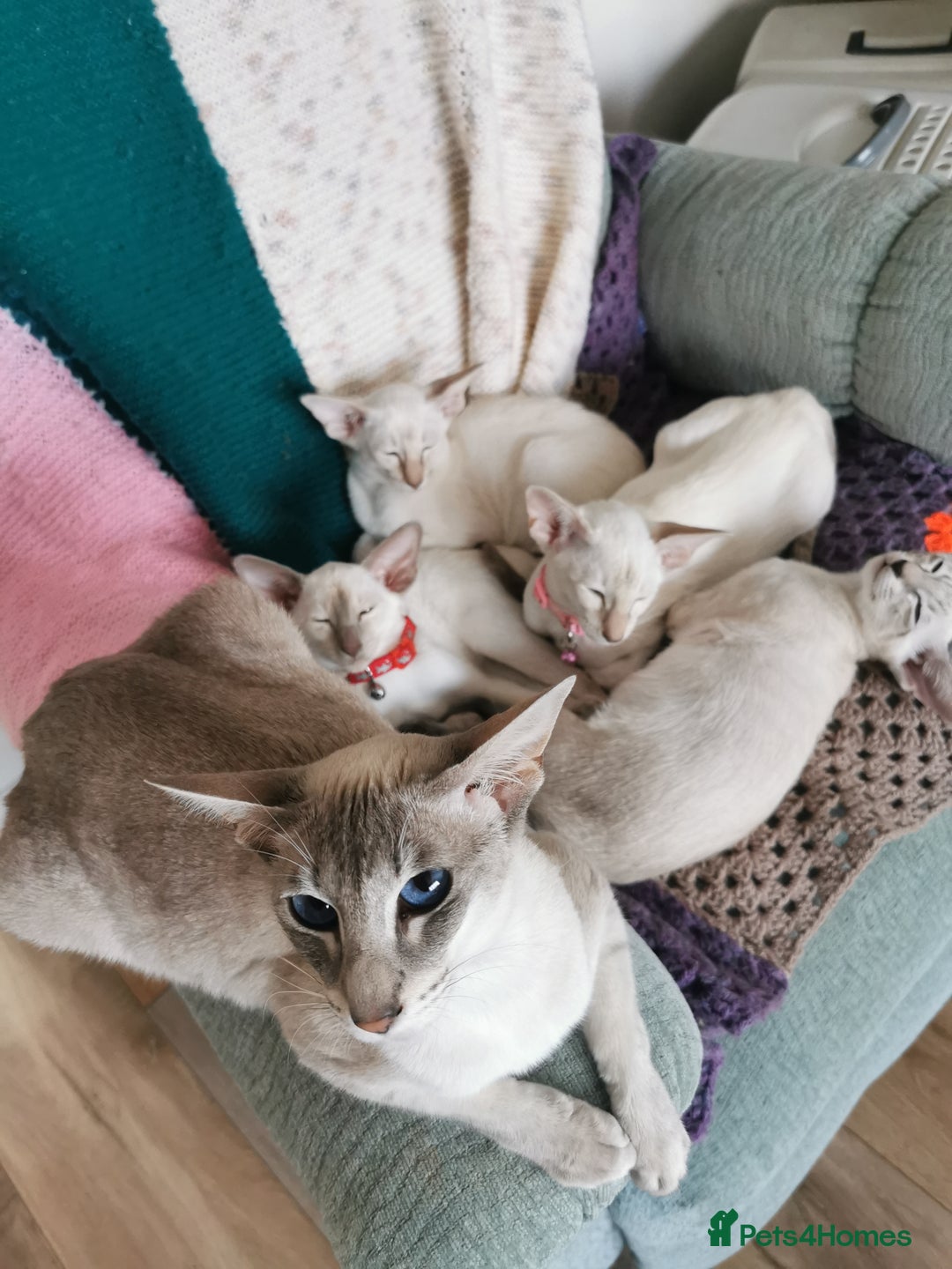 Siamese cats for sale: Pedigree Siamese Kittens for sales - Image 10