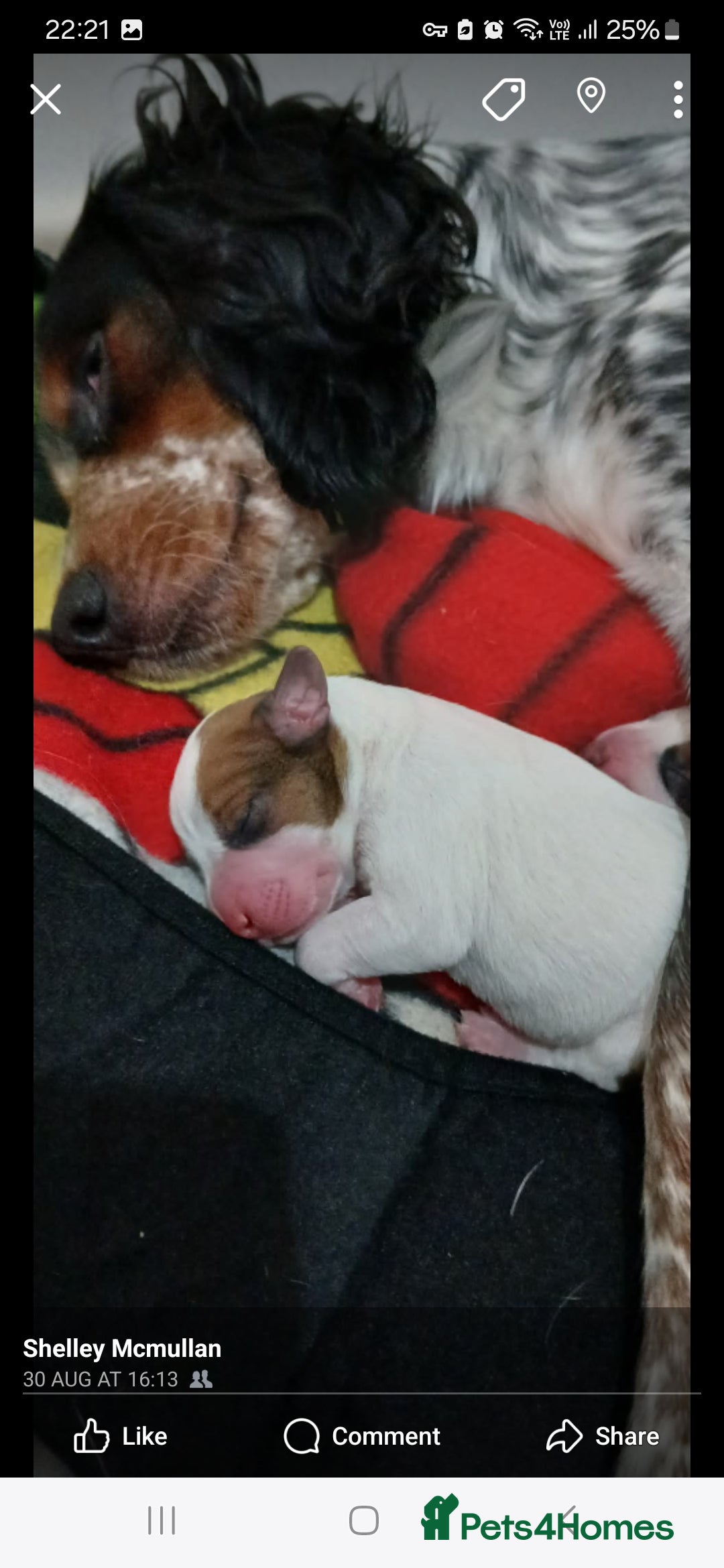 Mixed Breed dogs for sale: Beautiful puppies  - Image 5