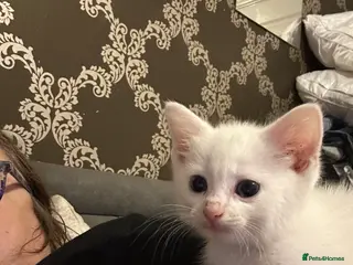 Mixed Breed cats One white kitten available - Advert 1