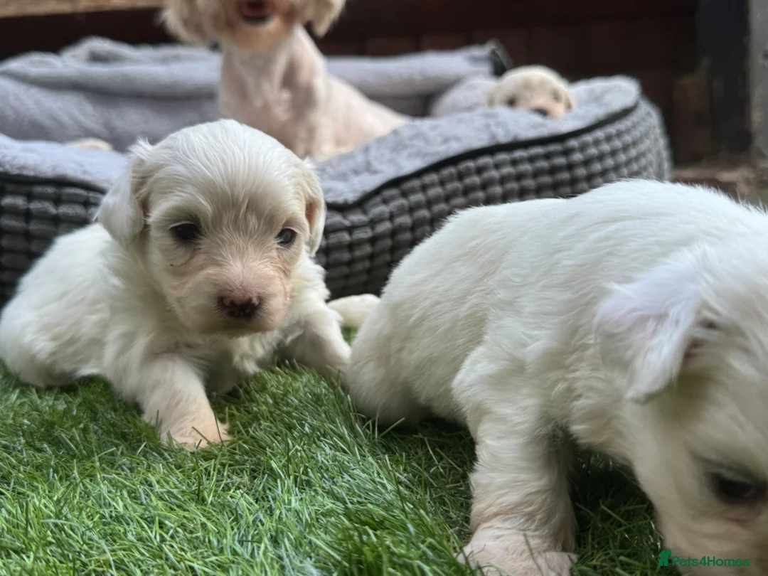 Mixed Breed dogs for sale: Beautiful Bichon Frise x Maltese Puppies - Advert 11