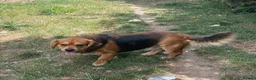 Mixed Breed dogs for sale: Needs loving home - Advert 3