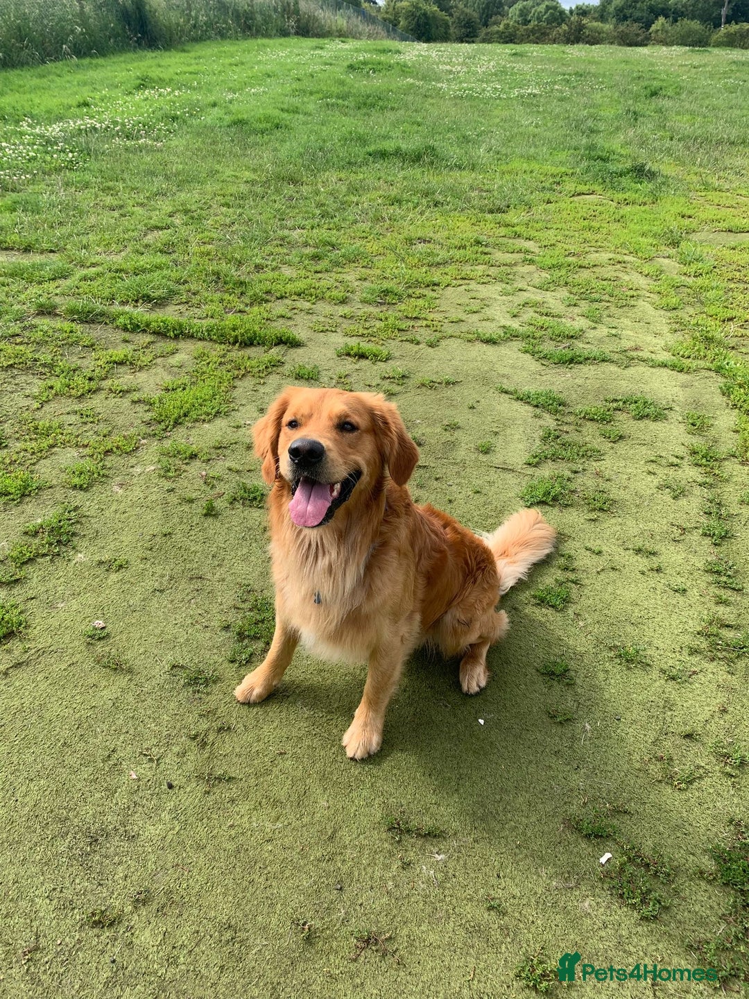 Golden Retriever dogs for sale: Gorgeous Field Retriever (Golden) Pups  - Image 2