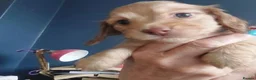 Miniature Dachshund dogs for sale: Top-Quality Miniature Dachshund Puppies - Advert 7