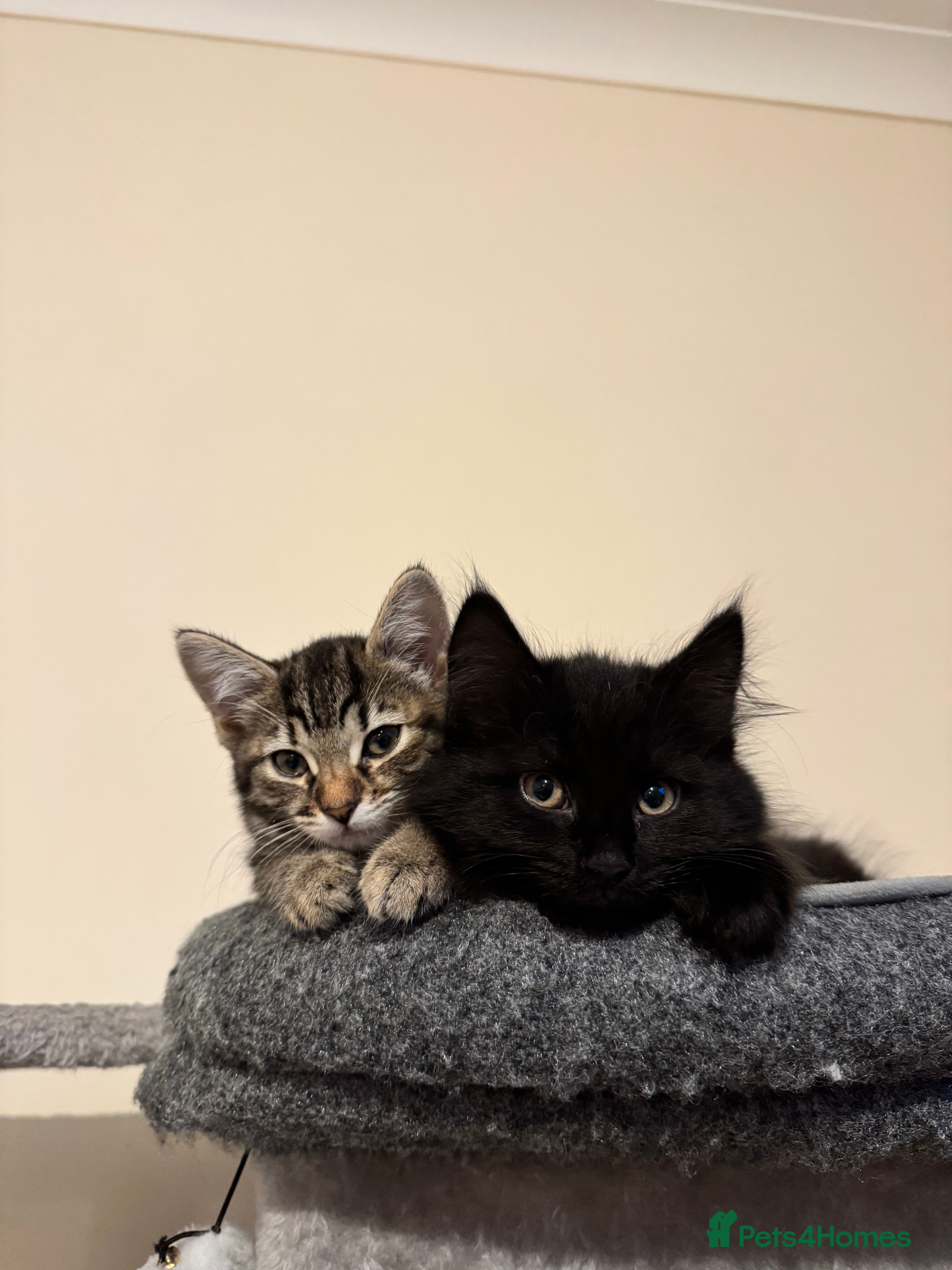 Mixed Breed cats 4 lovely kittens 🐈‍⬛ for sale - Advert 1