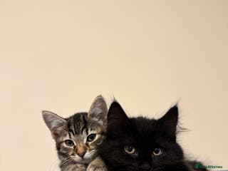 Mixed Breed cats 4 lovely kittens 🐈⬛ for sale - Advert 1